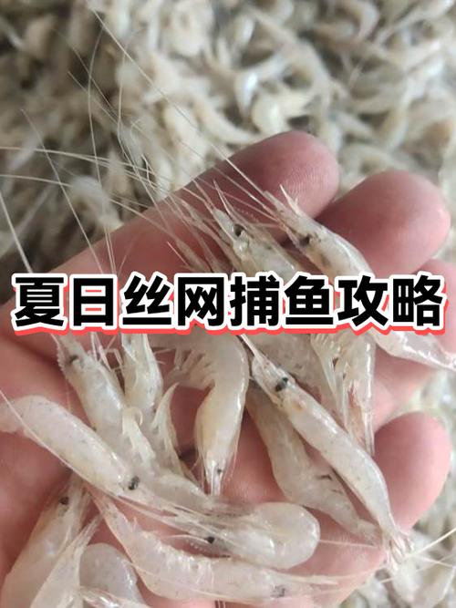 夏日丝网捕鱼攻略
